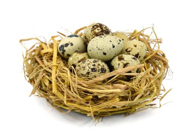 Kamışdaki bıldırcın yumurtaları