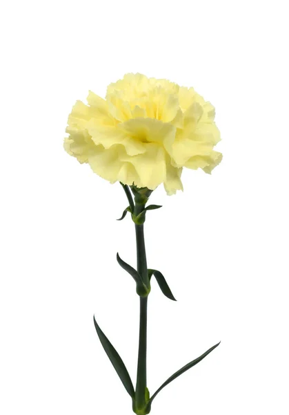 Güzel sarı karanfil çiçeği beyaz arkaplanda izole edilmiş.