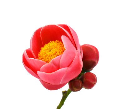 Thea amplexicaulis çiçeği (Kamelya amplexicaulis çiçeği) beyaz arkaplanda izole edilmiştir