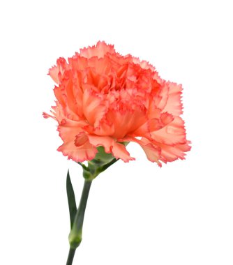 Güzel turuncu karanfil çiçeği beyaz arkaplanda izole edilmiş.