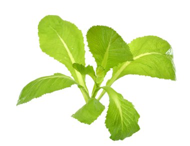 Taze yeşil yapraklı lahana sebzesi (brassicaceae) beyaz arka planda izole edilmiştir.