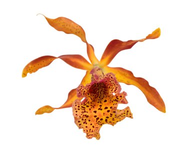 Güzel sığır orkidesi çiçeği beyaz arka planda izole edilmiş.