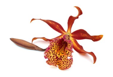 Güzel sığır orkidesi çiçeği beyaz arka planda izole edilmiş.