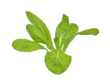 Taze yeşil yapraklı lahana sebzesi (brassicaceae) beyaz arka planda izole edilmiştir.