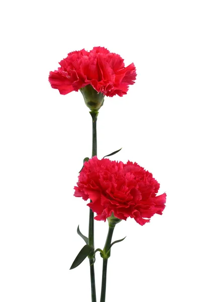 Gyönyörű Piros Szegfű Virágok Elszigetelt Fehér Háttér — Stock Fotó