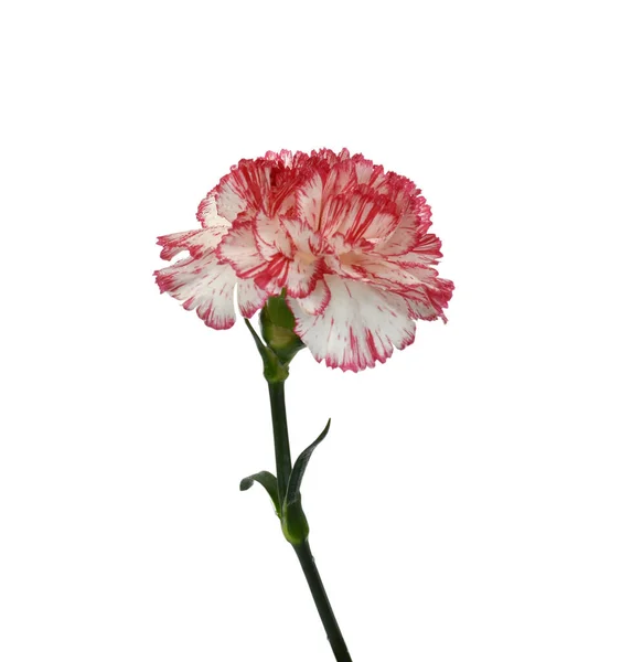 Piękny Goździk Kwiat Odizolowany Białym Tle — Zdjęcie stockowe