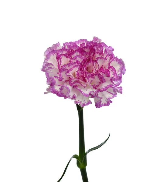 Красивый Фиолетовый Цветок Гвоздики Белом Фоне — стоковое фото
