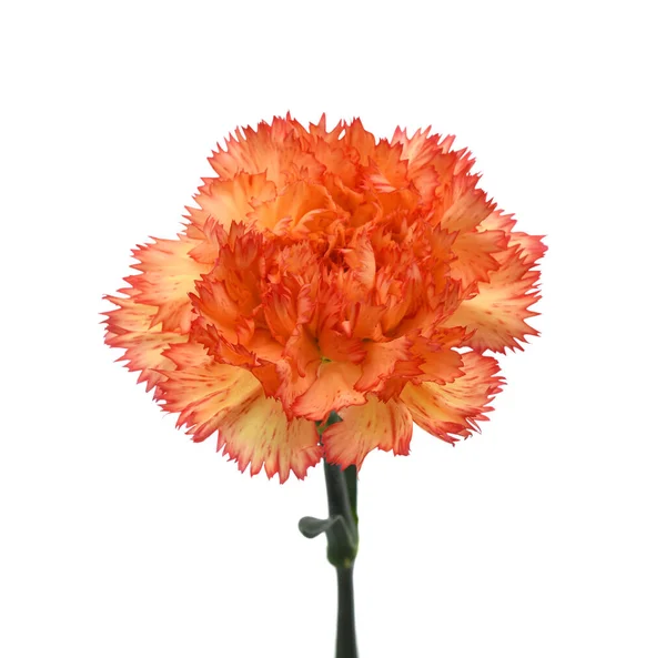 Vacker Nejlika Blomma Isolerad Vit Bakgrund — Stockfoto