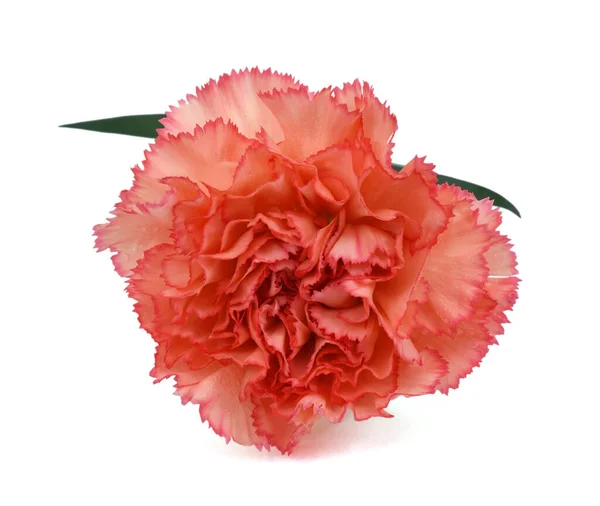 Beautiful Carnation Flower Isolated White Background — Stock Photo, Image