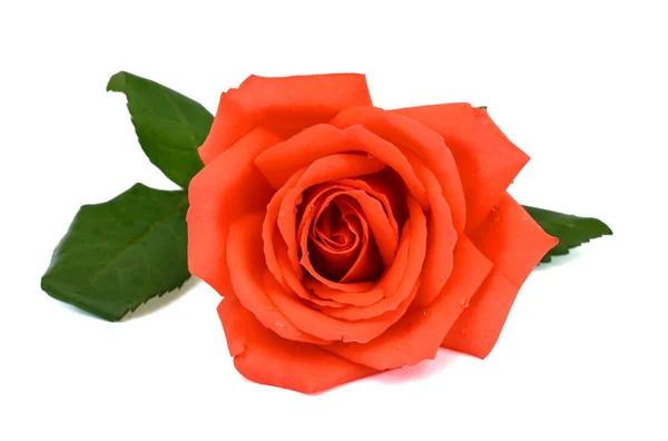 Όμορφο Κόκκινο Τριαντάφυλλο Λουλούδι Απομονώνονται Λευκό Φόντο — Φωτογραφία Αρχείου