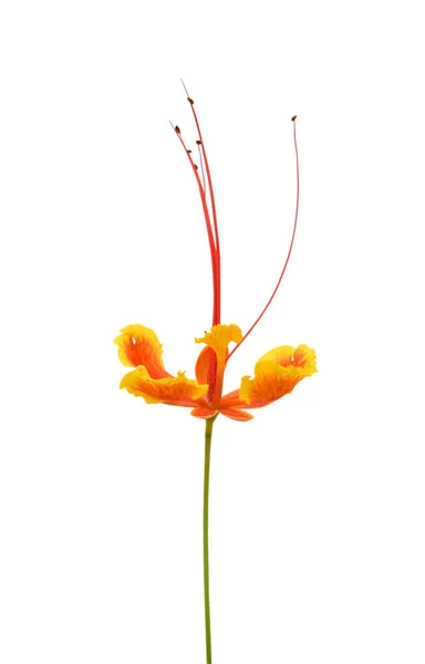 Caesalpinia Pulcherrima Flower Closeup Isolated White Background — Stock Photo, Image