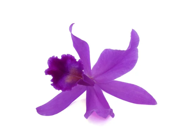 Krásná Fialová Cattleya Orchidej Květiny Izolované Bílém Pozadí — Stock fotografie