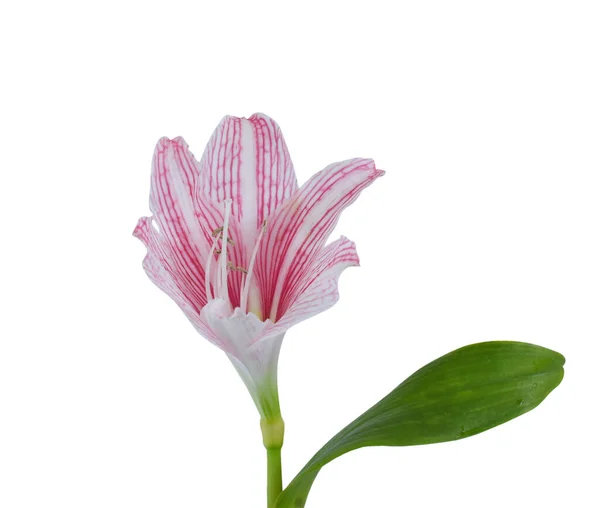 Flor Rosa Hippeastrum Amarilis Aislada Sobre Fondo Blanco — Foto de Stock