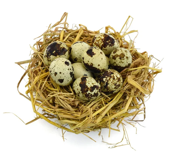 Перепелиные Яйца Соломе — стоковое фото