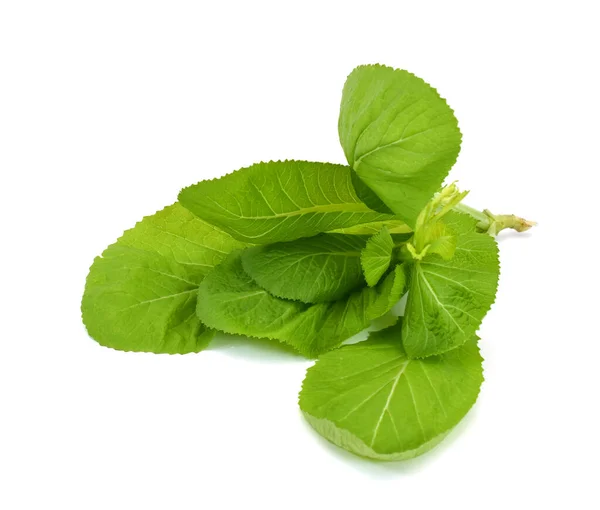 Fresh Asian Kale Lettuce White — Stock Photo, Image