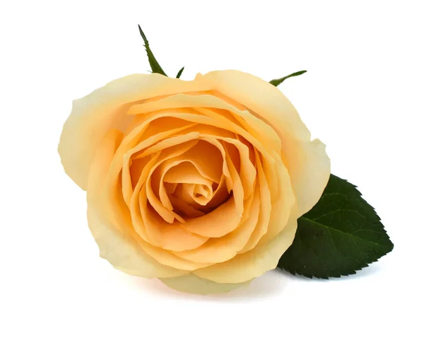 Hermosa Flor Rosa Amarilla Con Rocío Aislado Sobre Fondo Blanco —  Fotos de Stock