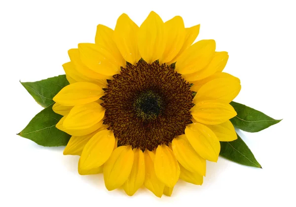 Beyaz arkaplanda izole edilmiş güzel ayçiçeği