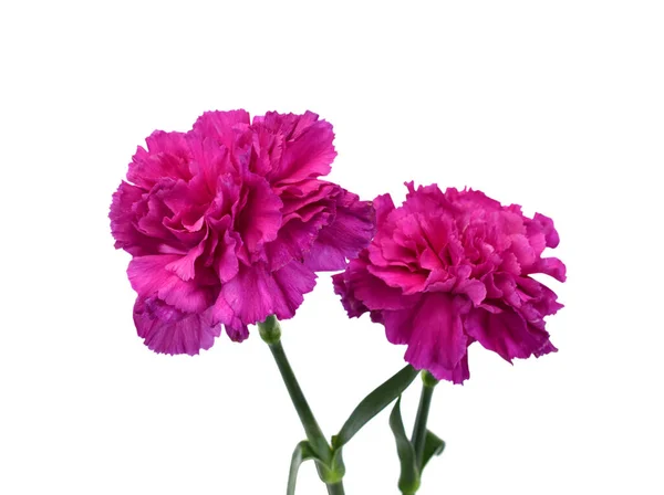 Vacker Lila Nejlika Blommor Isolerade Vit Bakgrund — Stockfoto