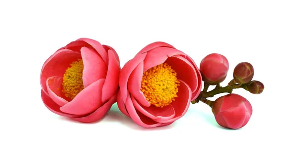 Krásná Camellia Květina Camellia Amplexicaulis Květ Izolované Bílém Pozadí — Stock fotografie