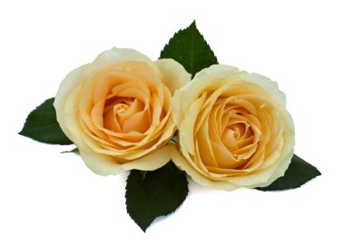 Beyaz arka planda izole edilmiş güzel sarı gül çiçekleri.