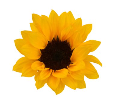 Beyaz arkaplanda çiçek açan ayçiçeğini kapat