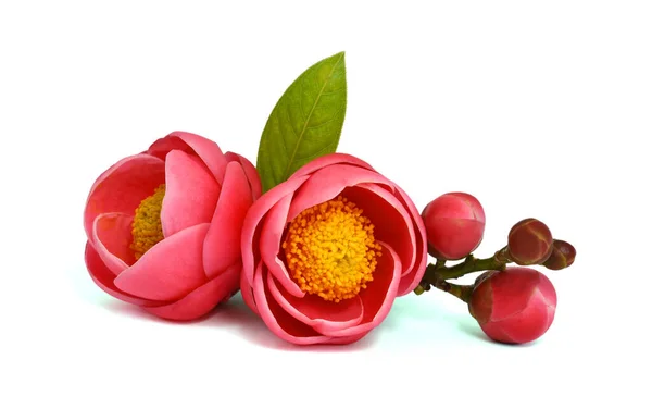 Güzel Kamelya çiçeği (Kamelya amplexicaulis çiçeği) beyaz arka planda izole edilmiş