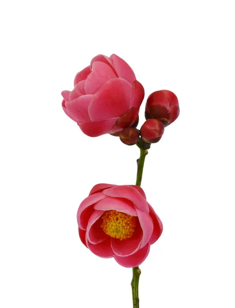 Krásná Camellia Květina Camellia Amplexicaulis Květ Izolované Bílém Pozadí — Stock fotografie