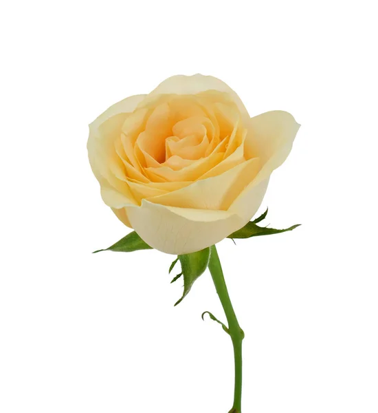 Beautiful Yellow Rose Flower Isolated White Background — Stock Photo, Image