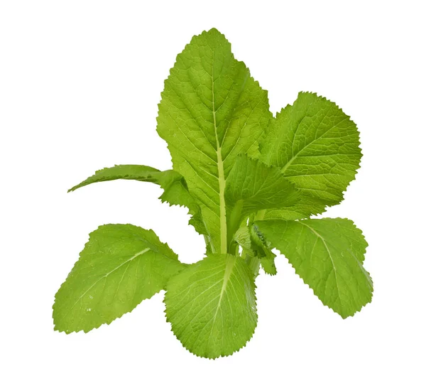 Čerstvé Zelené Listy Kapusta Zelenina Brassicaceae Izolované Bílém Pozadí — Stock fotografie