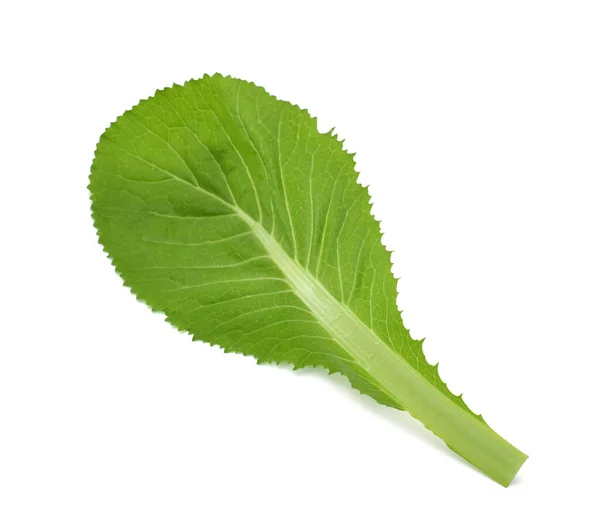 Färska Gröna Bladgrönkål Blad Brassicaceae Isolerad Vit Bakgrund — Stockfoto
