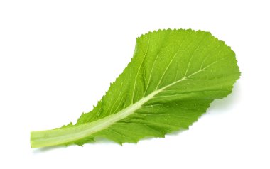 Taze yeşil yapraklı lahana sebzesi (brassicaceae) beyaz arka planda izole edilmiştir.