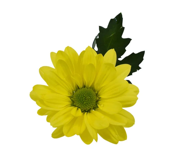 Piękny Mały Żółty Stokrotka Izolowane Białym Tle — Zdjęcie stockowe