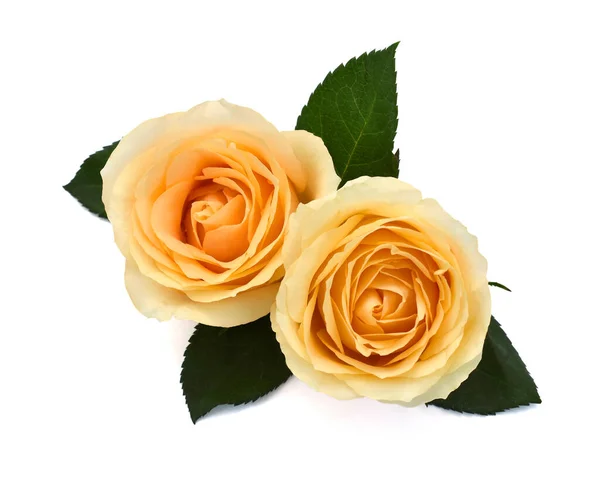 Beautiful Yellow Rose Flowers Isolated White Background — Stock Photo, Image