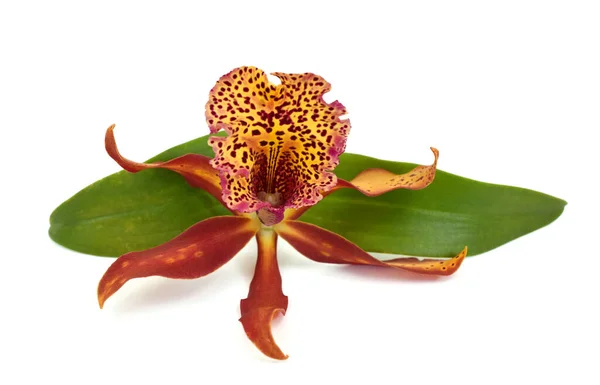 Krásný Cattleya Orchidej Květiny Izolované Bílém Pozadí — Stock fotografie