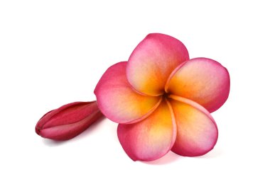 Güzel kırmızı plumeria rubra çiçeği beyaz arka planda izole edilmiş.