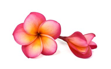 Güzel kırmızı plumeria rubra çiçeği beyaz arka planda izole edilmiş.