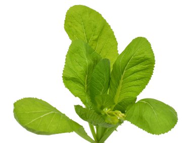 Taze yeşil yapraklı lahana sebzesi (brassicaceae) beyaz arka planda izole edilmiştir.