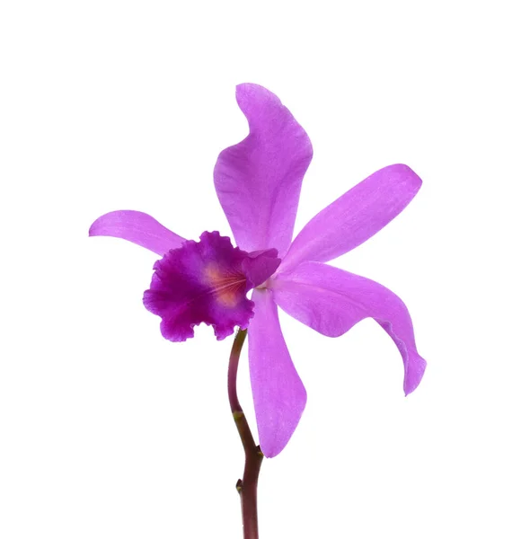 Krásná Fialová Cattleya Orchidej Květiny Izolované Bílém Pozadí — Stock fotografie