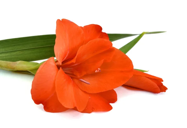 Mooie Oranje Gladiool Bloem Geïsoleerd Witte Achtergrond — Stockfoto