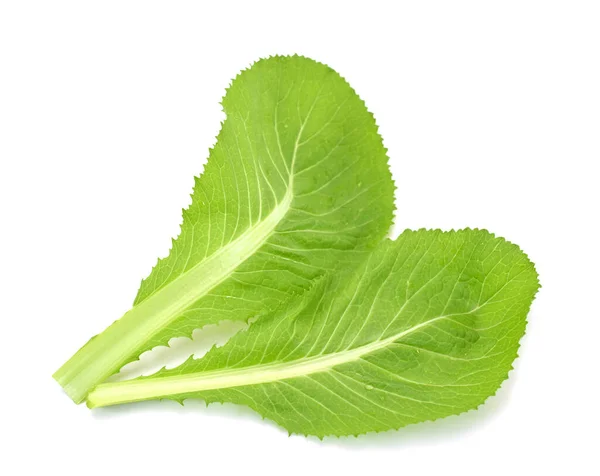 Frisches Grünes Grünkohlgemüse Brassicaceae Isoliert Auf Weißem Hintergrund — Stockfoto