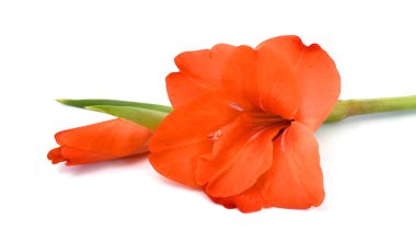 Güzel gladiolus çiçeği buketi beyaz arka planda izole edilmiş.