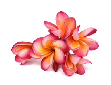 Güzel kırmızı plumeria rubra çiçeği beyaz arka planda izole edilmiş.