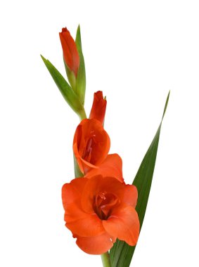 Güzel gladiolus çiçeği beyaz arkaplanda izole edilmiş.