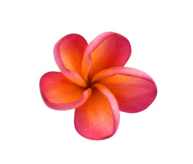 Güzel kırmızı plumeria rubra çiçeği beyaz arka planda izole edilmiş.