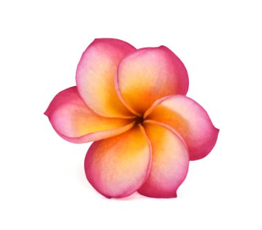 Güzel kırmızı plumeria rubra çiçeği beyaz arka planda izole edilmiş.