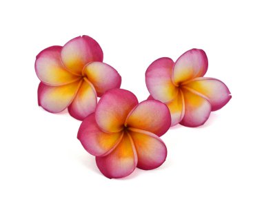Güzel kırmızı plumeria rubra çiçeği beyaz arka planda izole edilmiş.