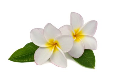 Güzel Plumeria Rubra çiçeği beyaz arka planda izole edilmiş.