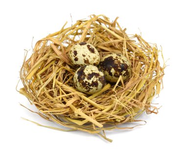 Beyaz arka planda samandaki bıldırcın yumurtaları izole edilmiş.