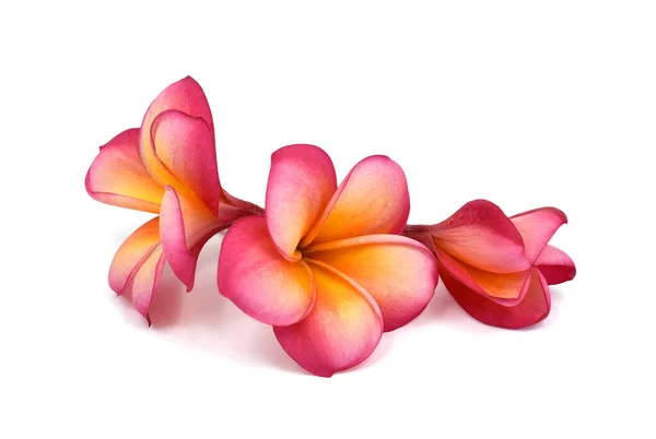 Güzel kırmızı plumeria rubra çiçeği beyaz arka planda izole edilmiş.