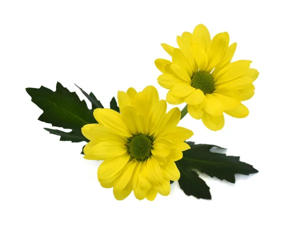 Schöne Kleine Gelbe Gänseblümchen Isoliert Auf Weißem Hintergrund — Stockfoto